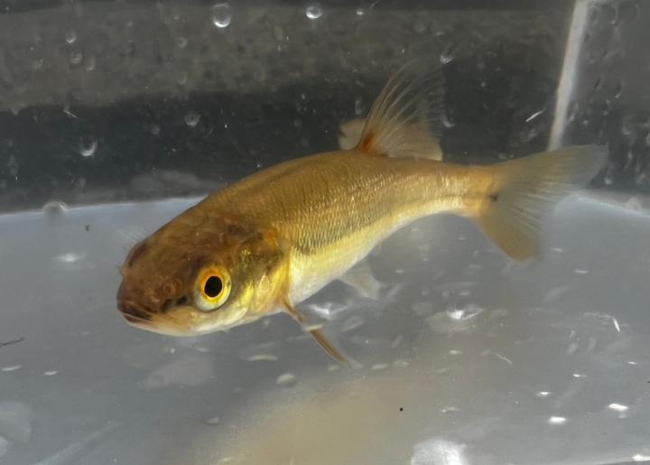 Striped Shiner
